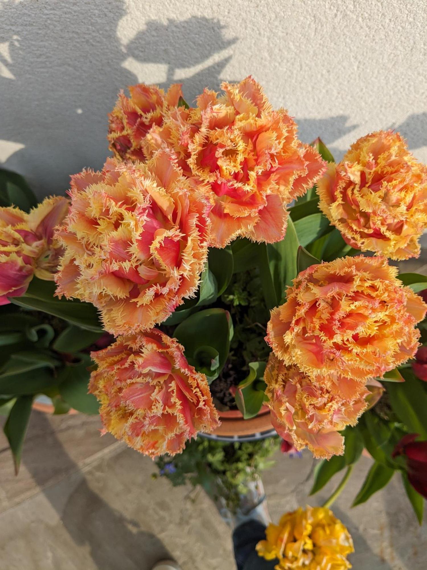 Rosegarth Bed And Breakfast Marton  Екстер'єр фото