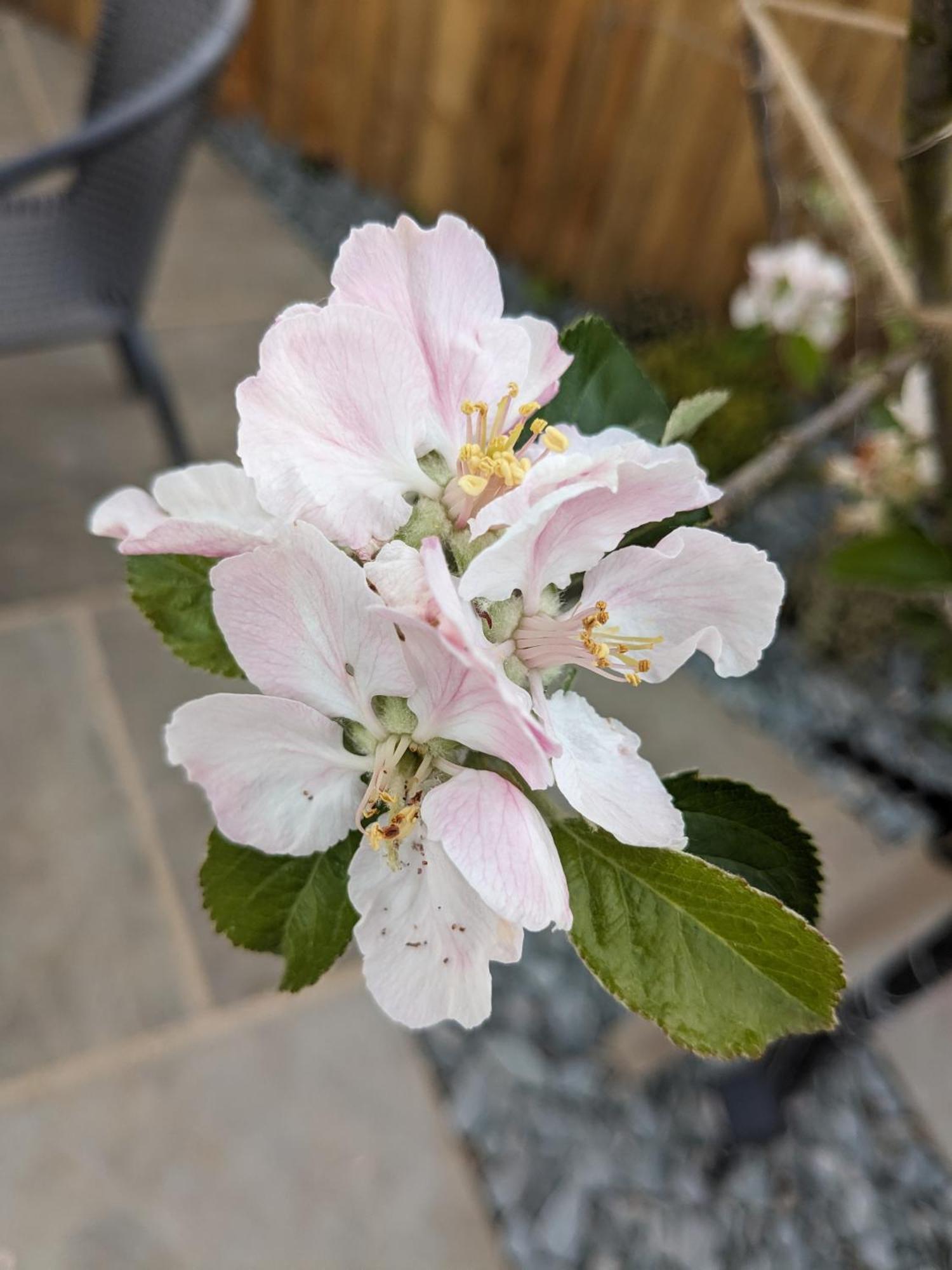 Rosegarth Bed And Breakfast Marton  Екстер'єр фото