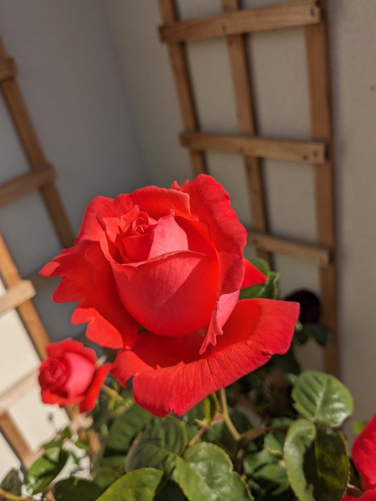 Rosegarth Bed And Breakfast Marton  Екстер'єр фото